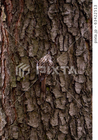 Eurasian treecreeper or common treecreeper sitting Eurasian treecreeper or common treecreeper sitting 63422513