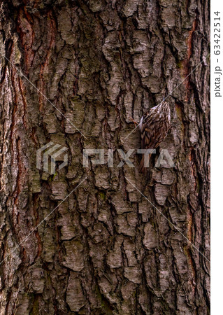 Eurasian treecreeper or common treecreeper sitting Eurasian treecreeper or common treecreeper sitting 63422514