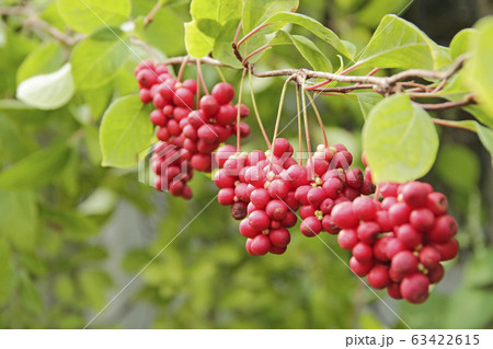 Red fruits of schisandra growing on branch in row. 63422615