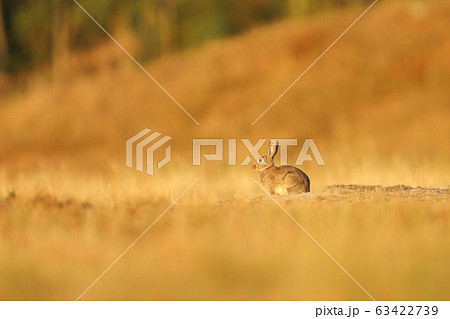 Animal in nature habitat, life in the meadow, 63422739