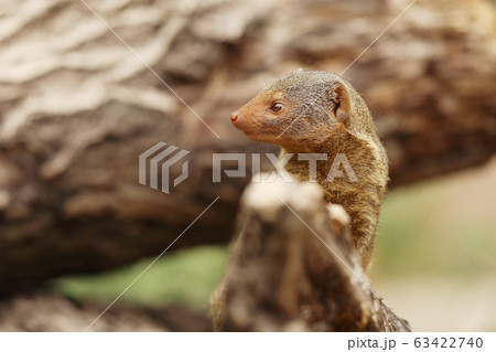Common dwarf mongoose (Helogale parvula) is a 63422740