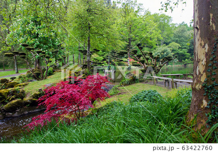 Red rhododendrons  at Maulivrier japanese garden at Pays de la Loire 63422760