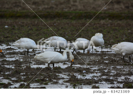 白鳥 白鳥 63423369