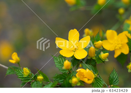 ヤマブキ　花　一重　（4月） 63423429