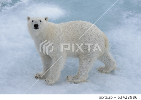 Wild polar bear on pack ice in Arctic sea  63423986