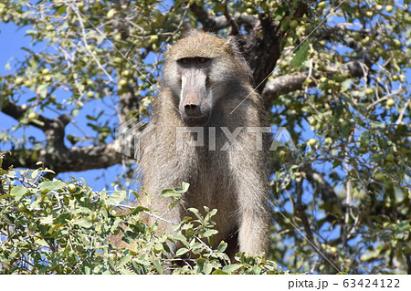 チャクマヒヒ（チョベ国立公園） 63424122