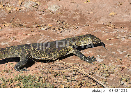 ナイルオオトカゲ（チョベ国立公園） 63424231