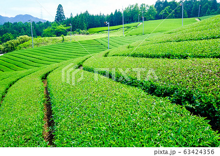 茶畑 茶畑 63424356