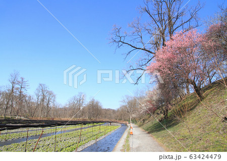 安曇野 春の大王わさび農場 安曇野 春の大王わさび農場 63424479