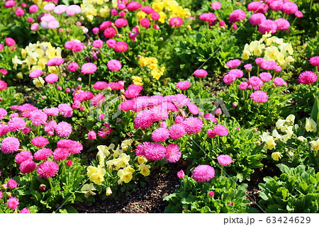 デイジーの花 63424629