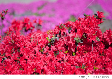 かもんしらおのツツジと芝ザクラ かもんしらおのツツジと芝ザクラ 63424699