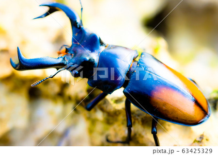 パリーフタマタクワガタ パリーフタマタクワガタ 63425329