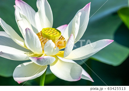 蓮の花　初夏イメージ 63425513