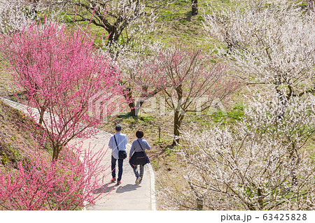 梅林　梅園　月ヶ瀬　奈良市 63425828