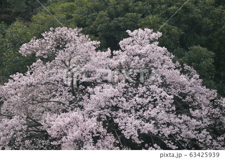 高遠小彼岸 63425939