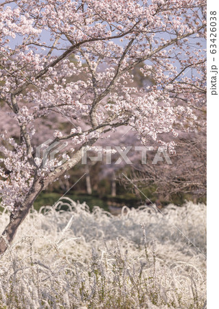 愛知県 愛知県緑化センター 桜・ユキヤナギ 愛知県 愛知県緑化センター 桜・ユキヤナギ 63426038