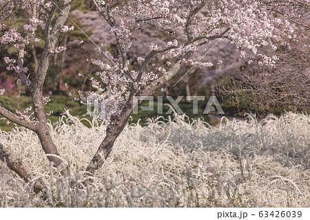 愛知県 愛知県緑化センター 桜・ユキヤナギ 63426039