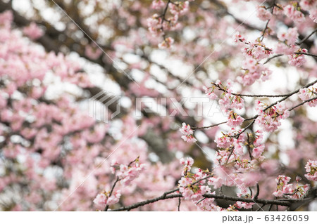 桜 春 桜 春 63426059