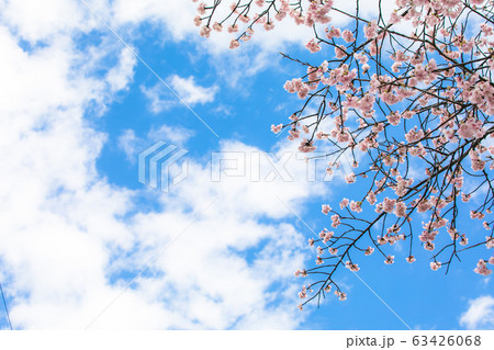 桜 春 桜 春 63426068