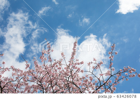 桜 春 桜 春 63426078