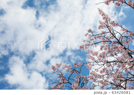 桜 春 桜 春 63426081