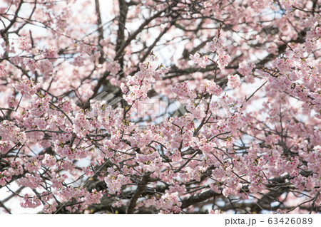 桜 春 桜 春 63426089