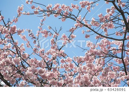 桜 春 桜 春 63426091