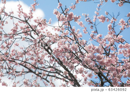 桜　春 63426092