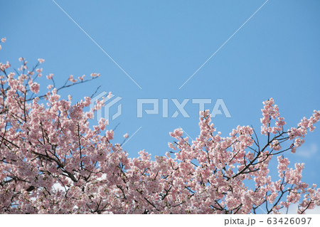 桜 春 桜 春 63426097