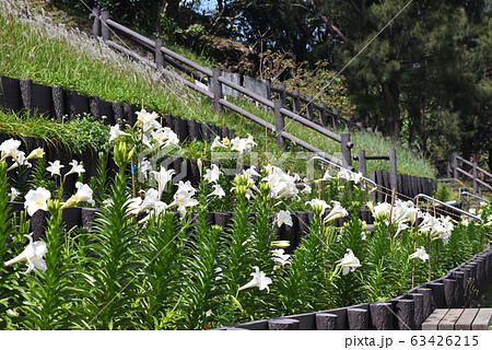 沖縄那覇大石公園 ユリの花 63426215