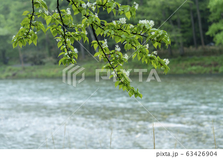 ミヤマザクラ 63426904