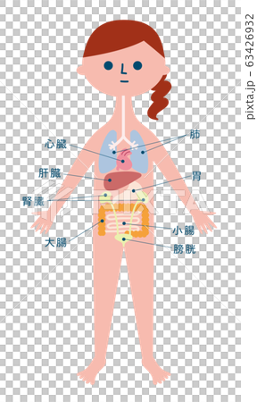 人体解剖図 63426932