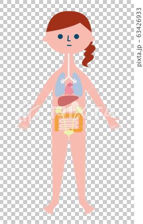 人体解剖図 63426933