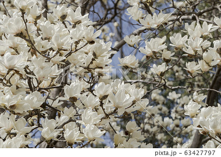 満開のハクモクレン 63427797