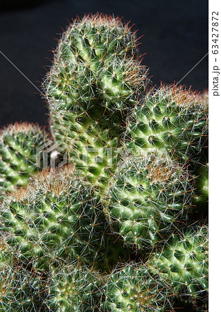サボテン サボテン 63427872