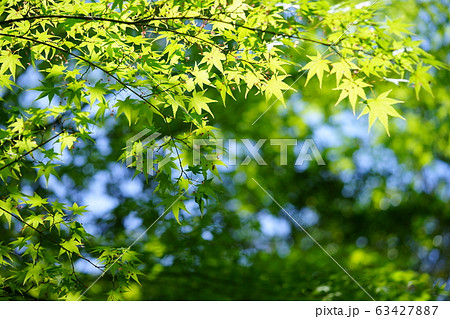 春の浄瑠璃寺ー2 春の浄瑠璃寺ー2 63427887