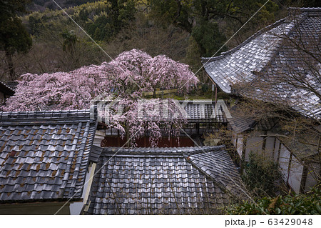 京都府 十輪寺 桜 63429048