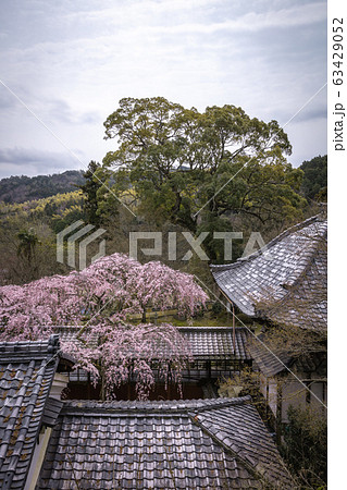 京都府 十輪寺 桜 63429052