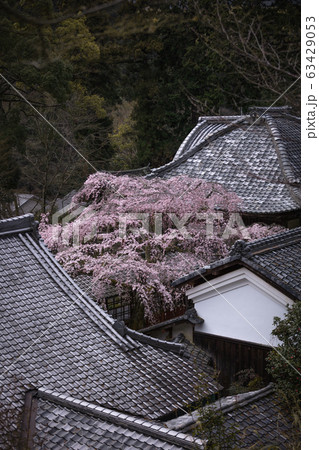 京都府 十輪寺 桜 63429053