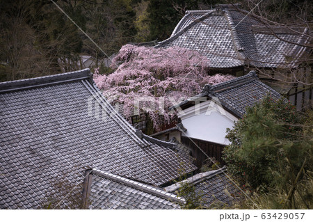 京都府 十輪寺 桜 63429057