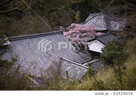 京都府 十輪寺 桜 63429058