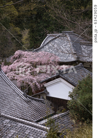 京都府 十輪寺 桜 京都府 十輪寺 桜 63429059