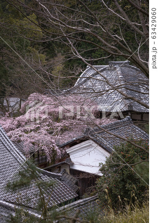 京都府 十輪寺 桜 63429060