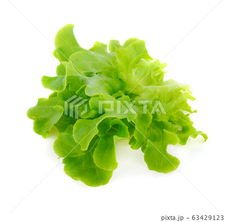 Green oak lettuce on white background 63429123