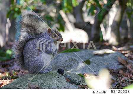 モデルのような野生のリスの写真素材