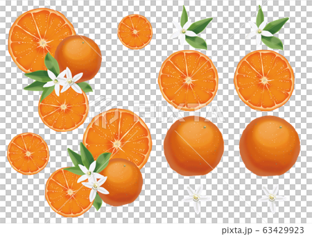 熱帶Am美短根短根水果 63429923