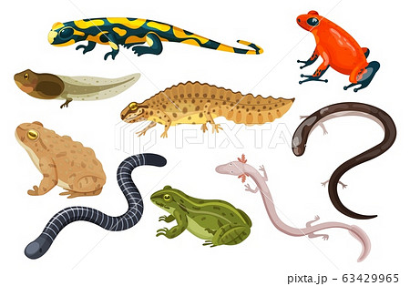 Amphibian vector illustration set, exotic cartoon tropical sitting toad and frog tadpole, salamander, triton icons isolated on white 63429965