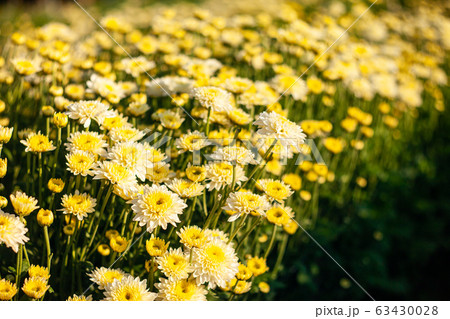 Flowers colorful in the garden soft and select Flowers colorful in the garden soft and select 63430028