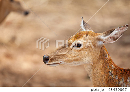 Chital, Cheetal, Spotted deer, Axis deer, National 63430067