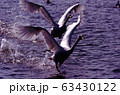 白鳥２羽　Ⅴ字発進 63430122